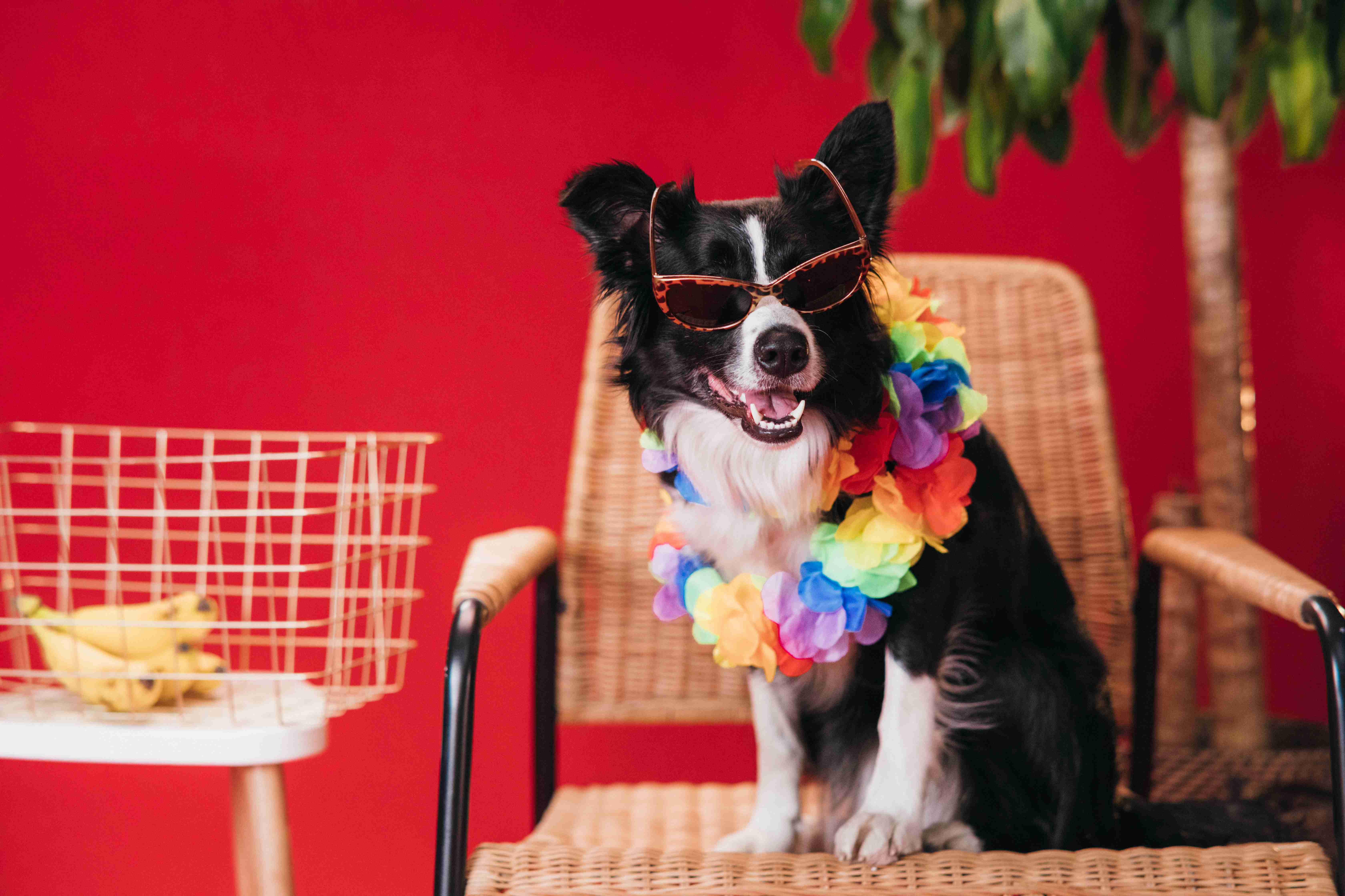 Border Collie Training: How to Teach Your Dog to Feel at Ease with Strangers